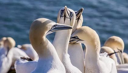 NBA直播-国际乒联乒乓球世界杯 王楚钦险胜晋级男单四强