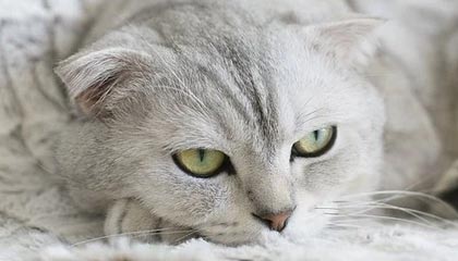 NBA直播-匈牙利确定米兰冬奥会开幕式旗手