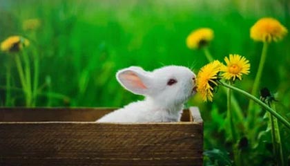 NBA直播-国际乒联乒乓球世界杯 王楚钦险胜晋级男单四强